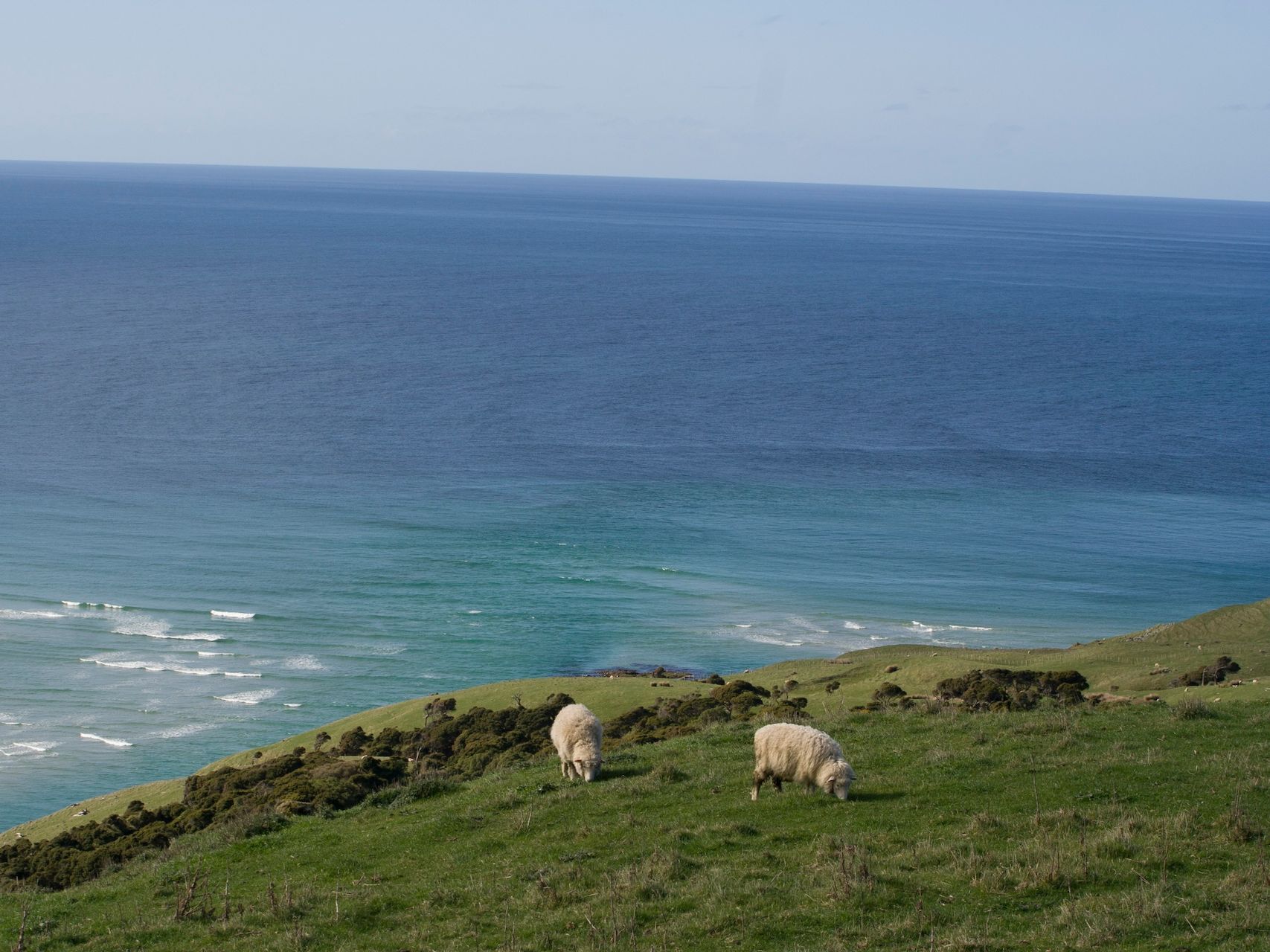 Sheep